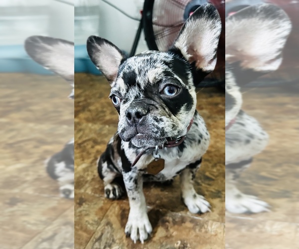 Medium Photo #1  Breeder Profile in MARICOPA, AZ, USA