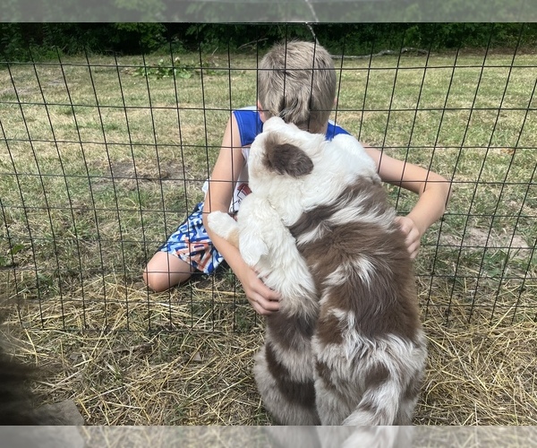 Medium Photo #1  Breeder Profile in GILBOA, NY, USA