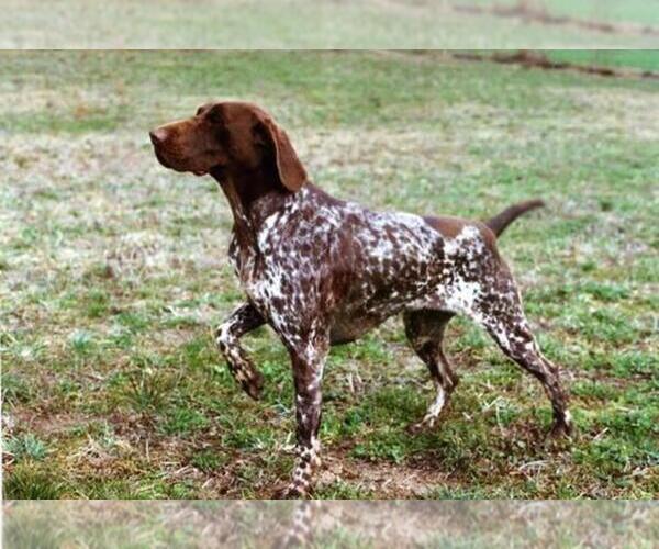 Medium Photo #1  Breeder Profile in NORTH JUDSON, IN, USA