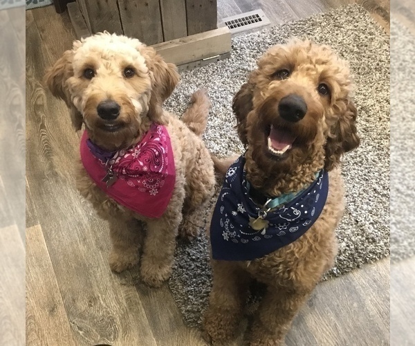 Medium Photo #1  Breeder Profile in PEORIA, IL, USA