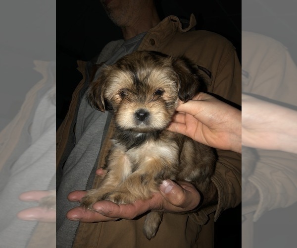 Medium Photo #1  Breeder Profile in CANTON, TX, USA