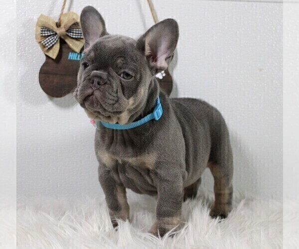 Medium Photo #15  Breeder Profile in FRESNO, OH, USA