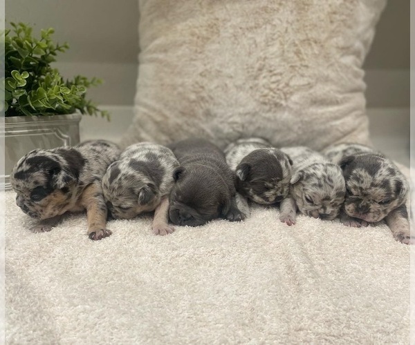 Medium Photo #1  Breeder Profile in BUCKEYE, AZ, USA