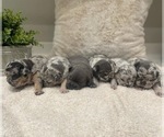 Small breeder photo