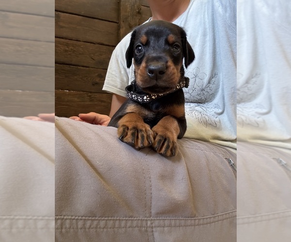 Medium Photo #2  Breeder Profile in HOMESTEAD, FL, USA