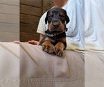 Small #1 Breeder Profile image