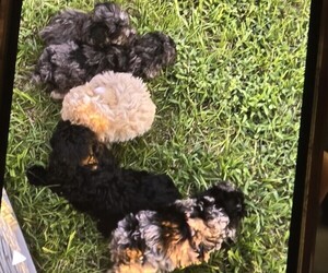 Poodle (Toy) Dog Breeder near TEXARKANA, AR, USA