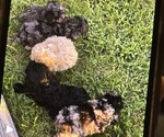 Small breeder photo