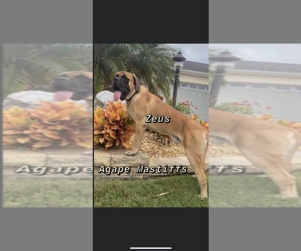 Medium Photo #4  Breeder Profile in MORRISTON, FL, USA