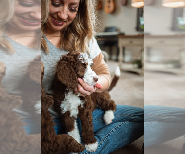 Medium Photo #29  Breeder Profile in SHIOCTON, WI, USA