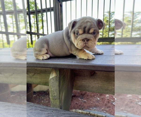 Medium Photo #4  Breeder Profile in RINGGOLD, GA, USA
