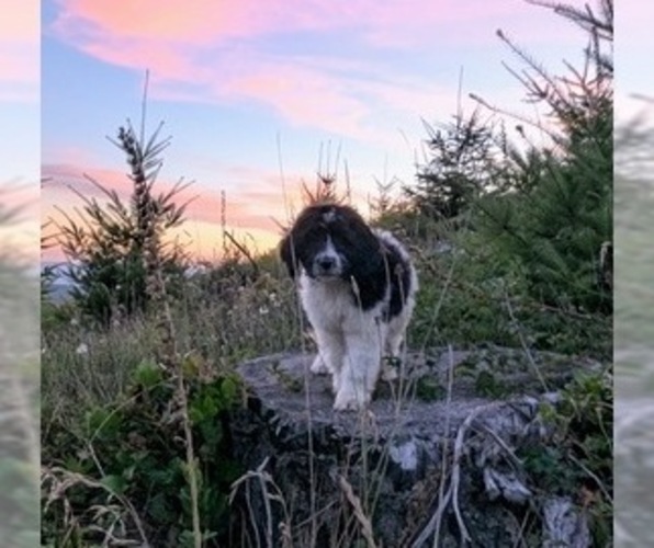 Medium Photo #1  Breeder Profile in BRUSH PRAIRIE, WA, USA