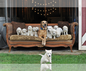 English Cream Golden Retriever Dog Breeder near RALEIGH, NC, USA