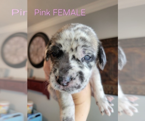 Medium Photo #13  Breeder Profile in MONTEVIEW, ID, USA