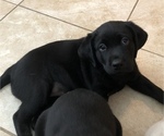 Small breeder photo