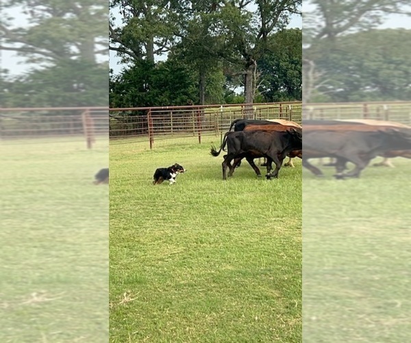 Medium Photo #13  Breeder Profile in CANTON, TX, USA