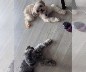 Shih Tzu Dog Breeder near INDIANAPOLIS, IN, USA