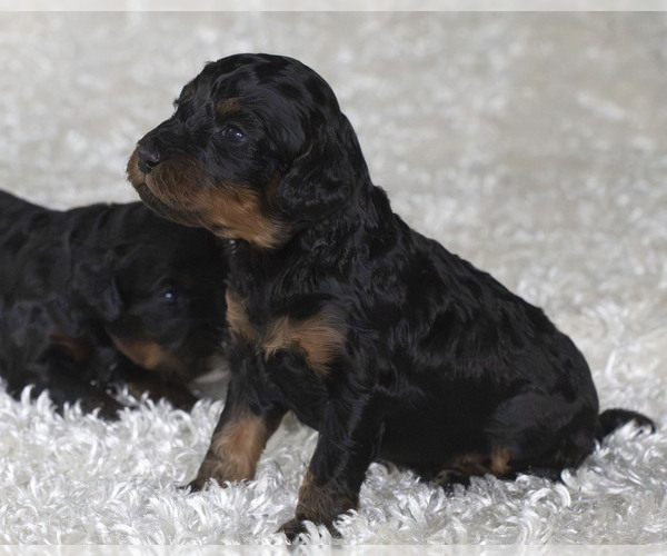 Medium Photo #6  Breeder Profile in TOPEKA, KS, USA
