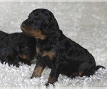 Small #5 Breeder Profile image
