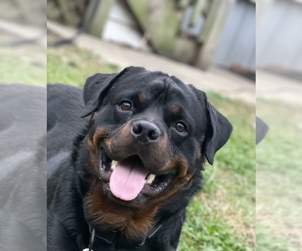 Medium Photo #1  Breeder Profile in ABERDEEN, MD, USA