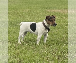 Jack Russell Terrier Dog Breeder near BELLVILLE, TX, USA