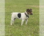 Small breeder photo
