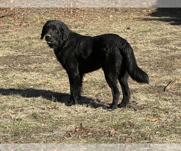 Medium Photo #4  Breeder Profile in MARTINSBURG, WV, USA