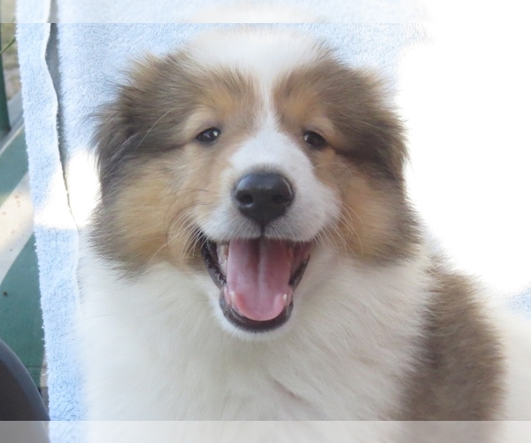 Medium Photo #1  Breeder Profile in PALM BAY, FL, USA