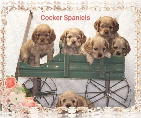 Medium Photo #5  Breeder Profile in LOYAL, WI, USA