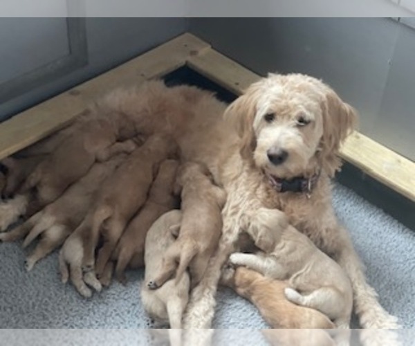 Medium Photo #6  Breeder Profile in AURORA, IL, USA