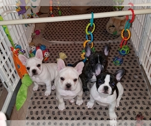Main photo of French Bulldog Dog Breeder near QUAKERTOWN, PA, USA
