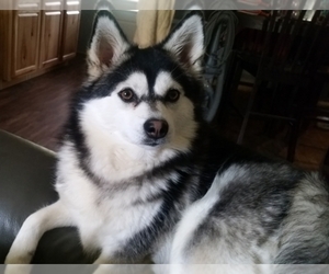 Main photo of Pomsky Dog Breeder near WARRIOR, AL, USA