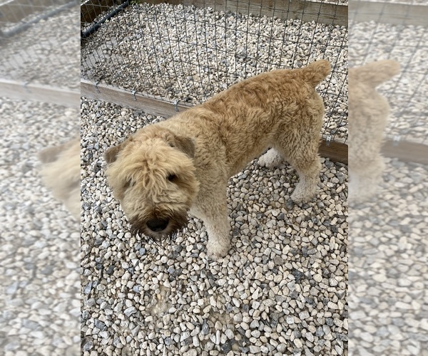 Medium Photo #15  Breeder Profile in LOUISVILLE, KY, USA