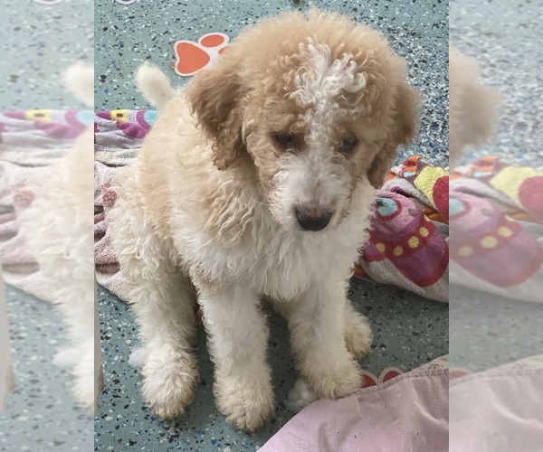 Medium Photo #10  Breeder Profile in FRANKLIN, TN, USA