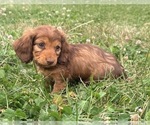 Small breeder photo