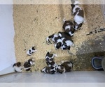 Small breeder photo