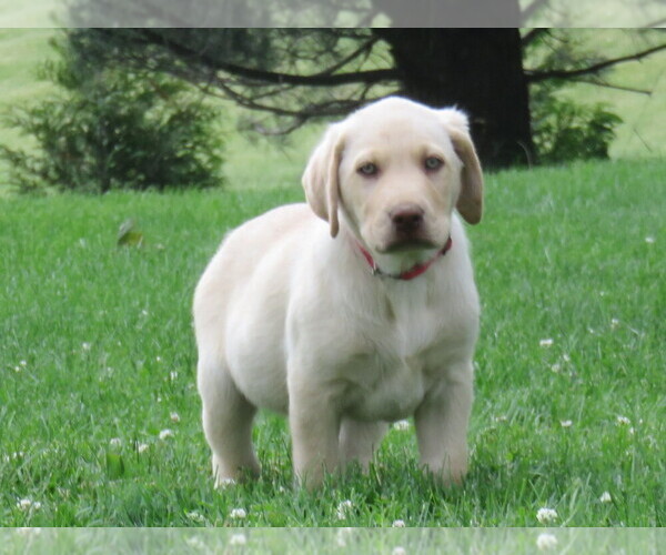 Medium Photo #1  Breeder Profile in BUNCOMBE, IL, USA