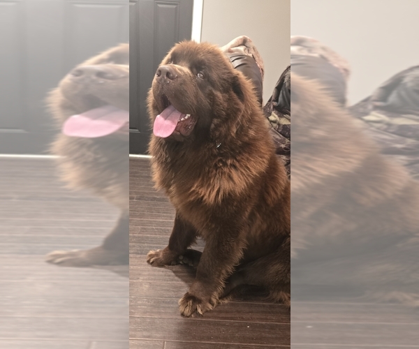 Medium Photo #76  Breeder Profile in TILTON, IL, USA