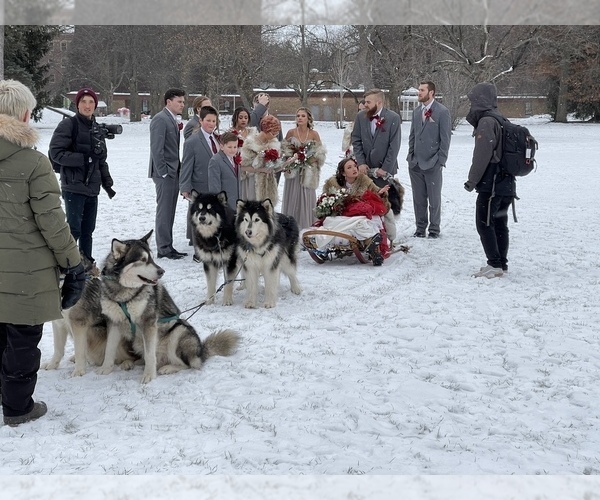 Medium Photo #53  Breeder Profile in FREDERICK, MD, USA