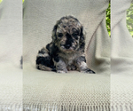 Small #9 Breeder Profile image