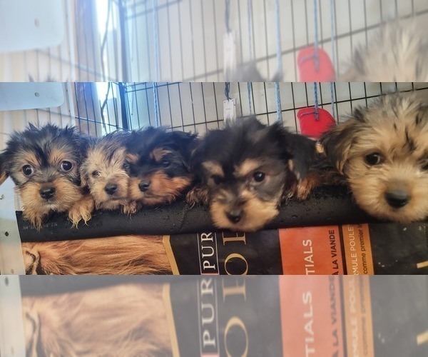 Medium Photo #193  Breeder Profile in AKRON, OH, USA