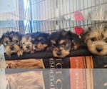 Small #192 Breeder Profile image