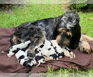 Medium Breeder Profile Photo