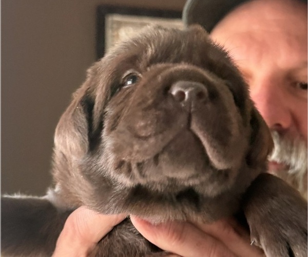 Medium Photo #4  Breeder Profile in MILFORD, IL, USA