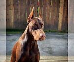 Small #42 Breeder Profile image