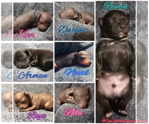 Xoloitzcuintli (Mexican Hairless) Dog Breeder near ATWATER, CA, USA