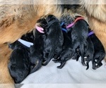 Small #7 Breeder Profile image