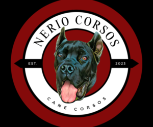 Cane Corso Dog Breeder near ADELANTO, CA, USA