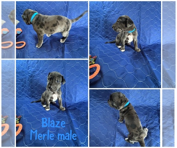 Medium Photo #11  Breeder Profile in BROOKFIELD, MA, USA
