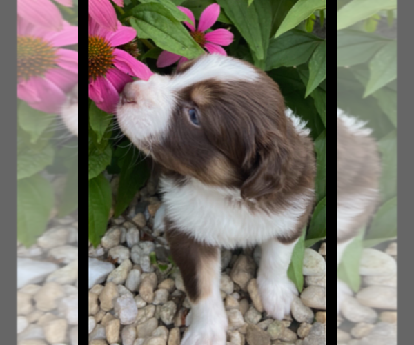 Medium Photo #1  Breeder Profile in ALTOONA, PA, USA